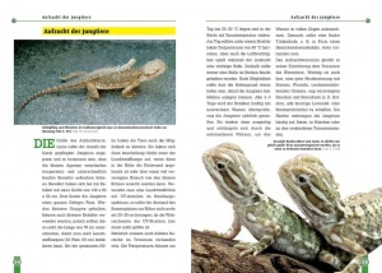 Die Zwergbartagame